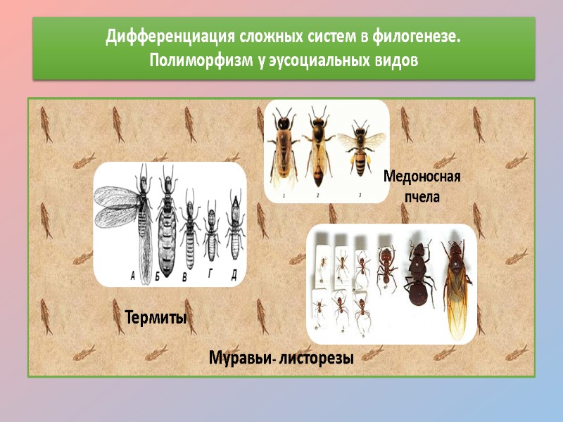 Дифференциация сложных систем в филогенезе. Полиморфизм у эусоциальных видов